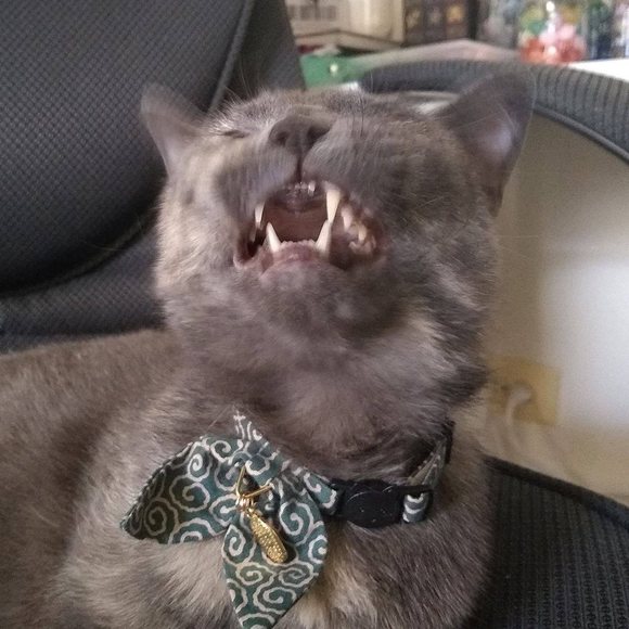 Meet your Posher, Michaela - Picture 1 of 1